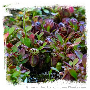 Cephalotus follicularis (Seedlings of Hummers Giant, BCP 981) / 2+ plantlets