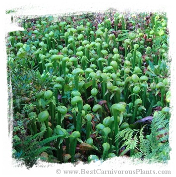 Darlingtonia californica {Florence, Oregon, USA} (20s)