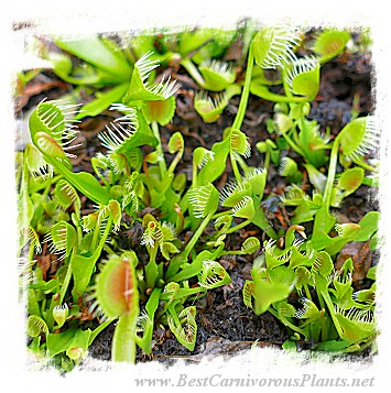 Dionaea muscipula 'BCP CRAZY CUP TRAP, BCP 1343-05' / 2+ plants, 2-5 cm