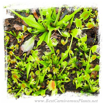 Dionaea muscipula 'BCP CRAZY CUP TRAP, BCP 1343-05' / 2+ plants, 2-5 cm