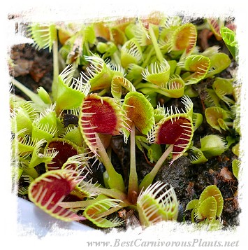 Dionaea muscipula 'BCP CRAZY CUP TRAP, BCP 1343-05' / 2+ plants, 2-5 cm