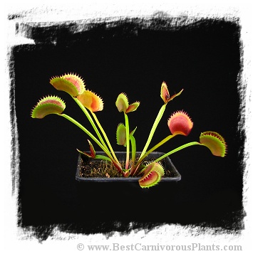 Dionaea muscipula 'Dentate Traps' / 2+ plants