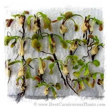 Dionaea muscipula {Different Forms Mix Wholesale} / 1 plant, size 2-5 cm