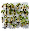 Dionaea muscipula {Different Forms Mix Wholesale} / 1 adult plant, size 4-12 cm