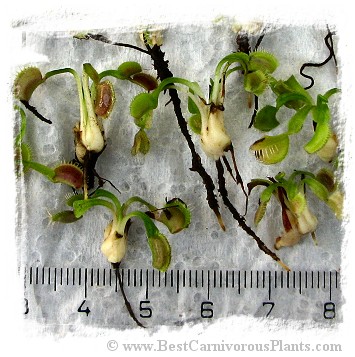 Dionaea muscipula {Different Forms Mix Wholesale} / 1 plant, size 2-5 cm