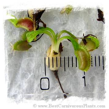 Dionaea muscipula {Different Forms Mix Wholesale} / 1 plant, size 2-5 cm
