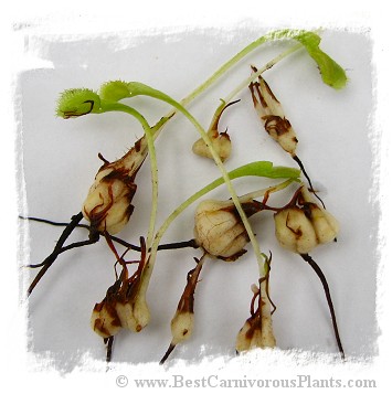 Dionaea muscipula 'Cupped Trap'