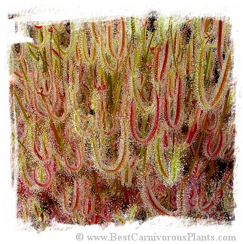 Drosera binata {T form, red plant, Waihohonu, Desert Road, NZ, 1080m} / 2+ plants
