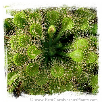 Drosera capillaris var. alba {Florida Panhandle, USA} / 2+ plants