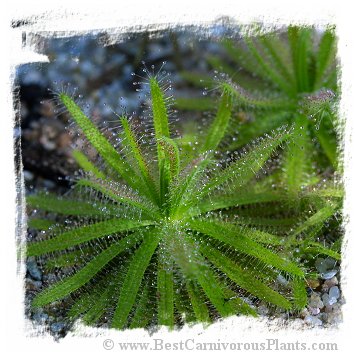 Drosera cistiflora {Salmon Flower, Cederberg, RSA} (10s)