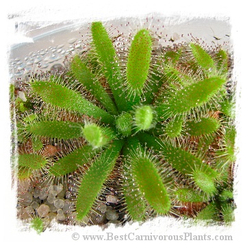 Drosera montana var. schwackei {Diamantina, Minas Gerais State, Brazil} / 2+ plants