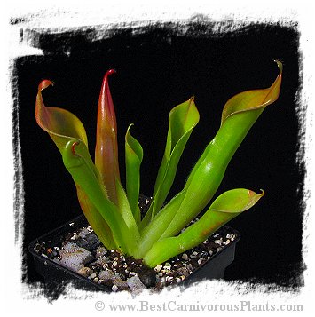 Heliamphora neblinae {Cerro Neblina, Brazil-Venezuela border} / 1+ plant, 5-10 cm