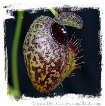 Nepenthes aristolochioides / 1+ plant, size 3-5 cm