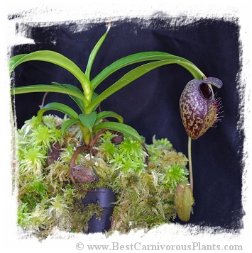 Nepenthes aristolochioides / 1+ plant, size 3-5 cm