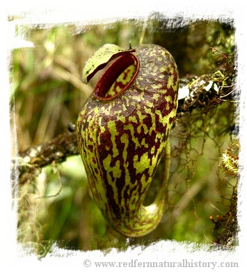 Nepenthes aristolochioides / 1+ plant, size 3-5 cm