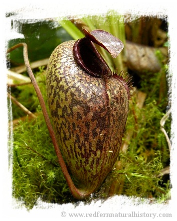 Nepenthes aristolochioides / 1+ plant, size 3-5 cm