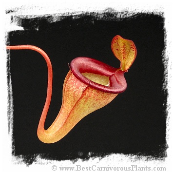 Nepenthes jamban / 6-12 cm
