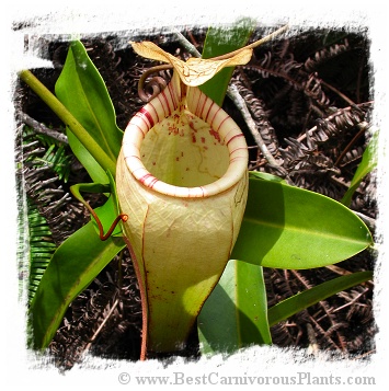 Nepenthes macfarlanei {Gunung Ulu Kali, West Malaysia} / 4-8 cm