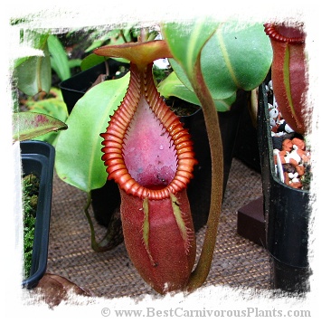 その他観葉植物 N. macrophylla Clone 11, trusmadi BCP Nepenthes macrophylla {clone 11, Gunung Trusmadi, Borneo, Malaysia