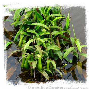 Nepenthes mirabilis {Phuket, Thailand} / 2-5 cm