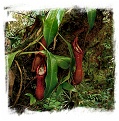 Nepenthes petiolata { Pantaron Mountain Range, Mindanao, Philippines} / 1+ plants, size 2-6 cm