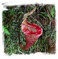 Nepenthes platychila / 1-5 cm