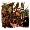 Nepenthes spectabilis {Giant} / 4-7 cm