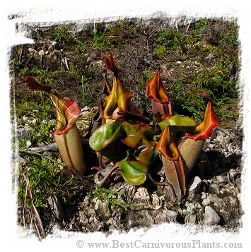 Nepenthes veitchii {lowland form, Bario} / 3-8 cm