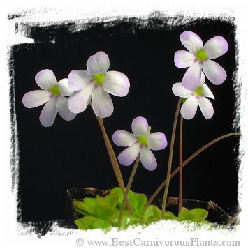 Pinguicula agnata {Baranca de Toliman, Hidalgo, Mex.} / 1+ plant