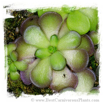 Pinguicula cyclosecta / 2+ plants