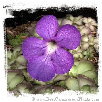 Pinguicula cyclosecta / 2+ plants