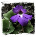Pinguicula elizabethiae {Toliman Canyon, Hidalgo state, Mexico} / 1+ plant