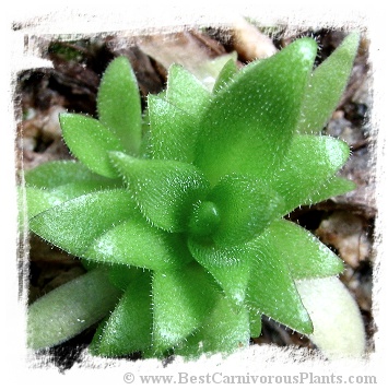 Pinguicula (heterophylla x medusina) x gigantea {white flower} / 2+ plant