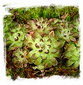 Pinguicula nivalis / 2+ plants
