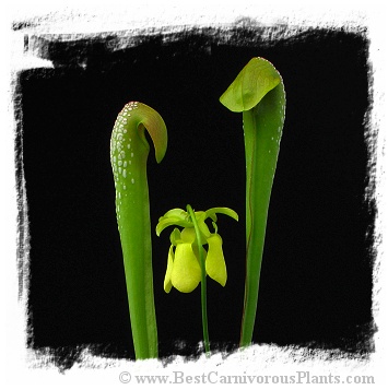Sarracenia minor var. okefenokeensis {seedgrown individuals, Ware Co., Georgia, USA} / 10-30 cm