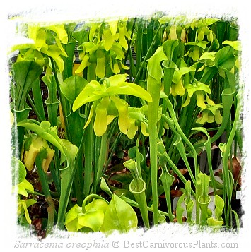 Sarracenia oreophila {De Kalb Co., Alabama, USA} (1000+ seeds)