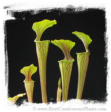 Sarracenia oreophila {De Kalb Co., Alabama, USA} (1000+ seeds)