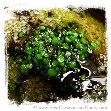 Utricularia amethystina {white flower, Auyan Tepui}