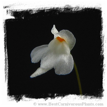 Utricularia amethystina {white flower, Auyan Tepui}