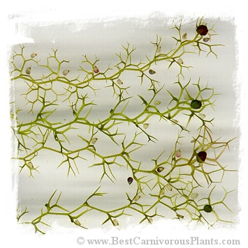 Utricularia bremii {Czech Rep.} / 5+ plants