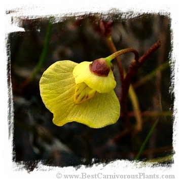 Utricularia bremii {Czech Rep.} / 5+ plants