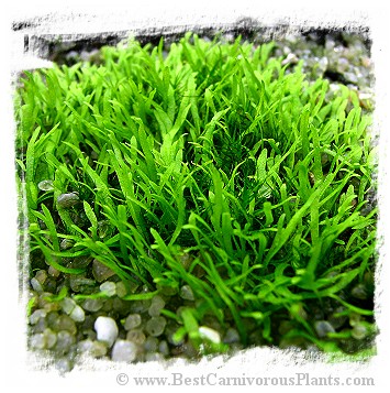 Utricularia flaccida