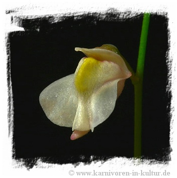 Utricularia hispida {yellow-creamy flower, La Gran Sabana}