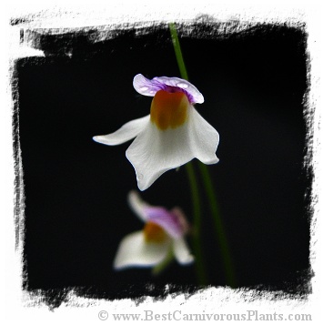 Utricularia blanchetii {white flower, Chapada Diamantina, Bahia, Brazil}