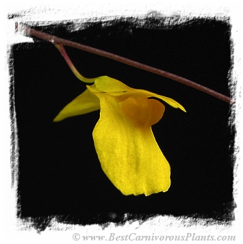 Utricularia prehensilis