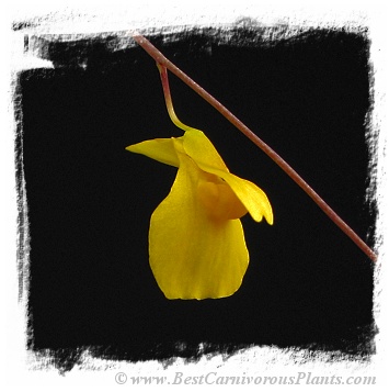 Utricularia prehensilis