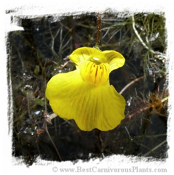 Utricularia stygia {Czech Rep.} / 5+ plants