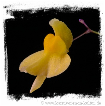 Utricularia triloba {St. Elena}
