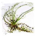 Utricularia volubilis {SW Australia} / 1+ plants