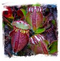 Cephalotus follicularis {mix of clones, small plantlets} / 2+ juvenile plantlets, size 1-2 cm